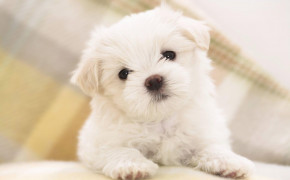 Puppy Background HD Wallpapers 77897