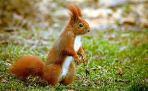 Red Squirrel Wallpaper 78242