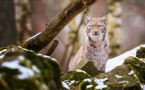Lynx Background HD Wallpapers 74621