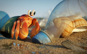 Hermit Crab Best HD Wallpaper 76645