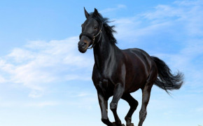 Arabian Horse Desktop Widescreen Wallpaper 76061