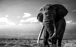 Elephant Black And White Photos 07884