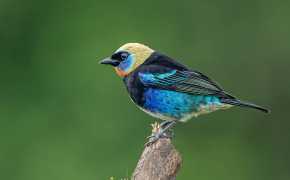 Tanager Wallpapers Full HD 80397