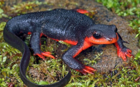 Red Bellied Newt Background Wallpaper 78136