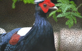Swinhoes Pheasant Desktop HD Wallpaper 80288