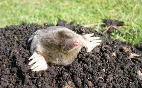 Mole Background HD Wallpapers 75128