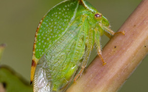 Treehopper Background Wallpapers 80776