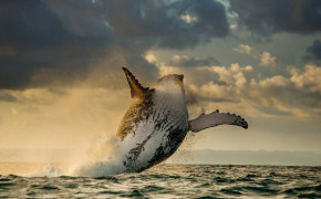 Humpback Whale High Definition Wallpaper 76862