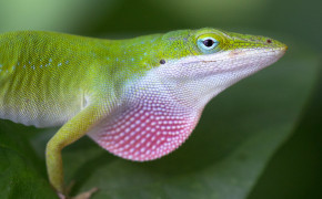 Anole Background Wallpapers 73841