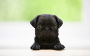 Pug Background Wallpapers 77884