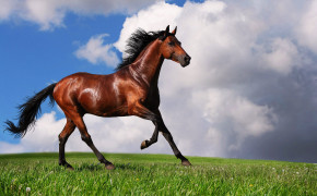 Arabian Horse Background Wallpaper 07559