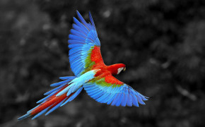 Scarlet Macaw Wallpaper HD 78984