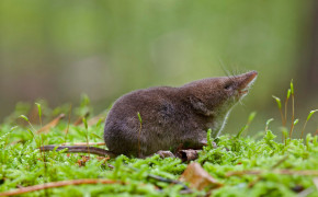 Shrew Background HD Wallpapers 79491