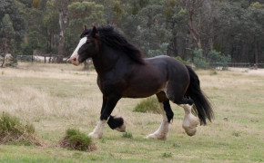 Shire Horse Background Wallpaper 08098