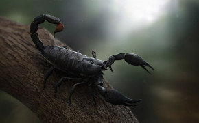 Scorpion Animal Desktop Widescreen Wallpaper 75758
