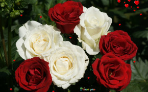 Red And White Rose Images 08056