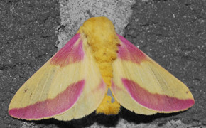 Rosy Maple Moth Background Wallpaper 78704