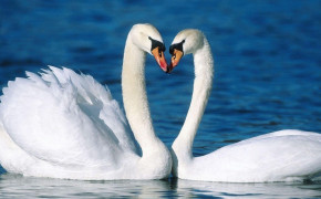 Tundra Swan Background Wallpapers 80835