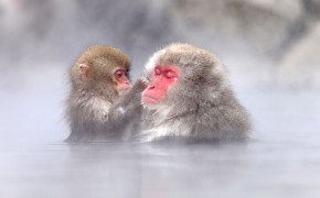 Japanese Macaque HD Wallpaper 77138