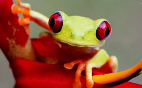 Red Eyed Tree Frog Background Wallpapers 78174