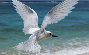 Seagull Widescreen Wallpapers 79181