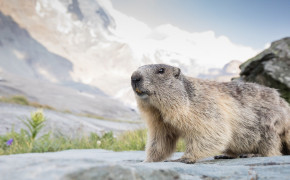 Marmot Background Wallpapers 74992