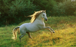 Beautiful White Horse Pictures 07658