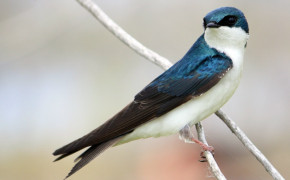 Swallow Background Wallpapers 80219