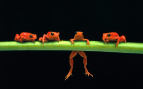 Tree Frog HD Desktop Wallpaper 80730