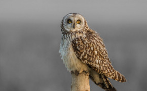Short Eared Owl Background Wallpapers 79476