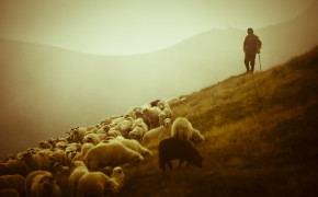 Sheep Background HD Wallpapers 79336