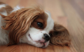 King Charles Spaniel Widescreen Wallpapers 77342
