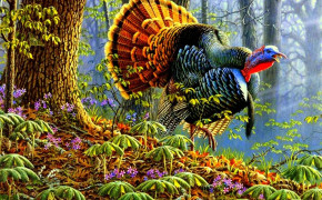 Turkey Bird HD Desktop Wallpaper 80877