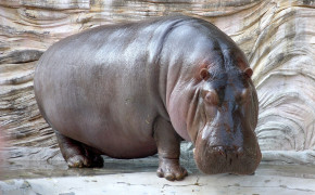 Hippo HD Wallpapers 76699