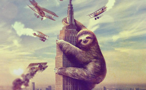 Three Toed Sloth HD Background Wallpaper 80569