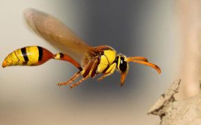 Hornet Insect HD Background Wallpaper 74391