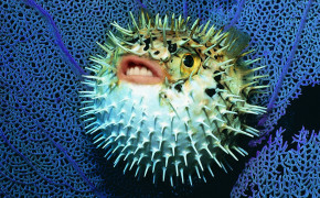 Pufferfish Desktop HD Wallpaper 77851