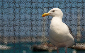 Seagull HD Desktop Wallpaper 79173