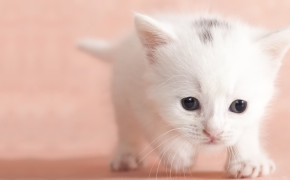 White Baby Cat Background Wallpaper 08148