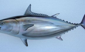 Tuna Fish Wallpaper 2113x948 81769