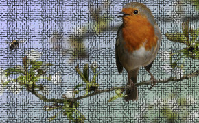 Robin Bird Background HD Wallpapers 75698