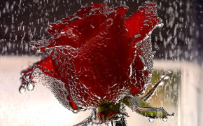 Animated Rose Images 07543