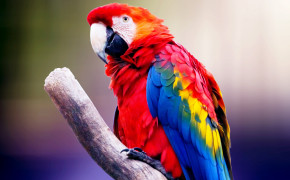 Macaw HQ Background Wallpaper 74672