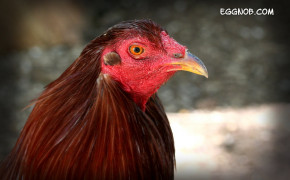 Rooster High Definition Wallpaper 78649