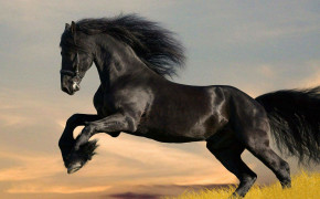 Shire Horse Desktop HD Wallpaper 79444
