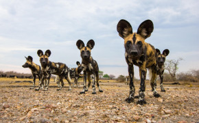African Wild Dog Wallpapers Full HD 73416