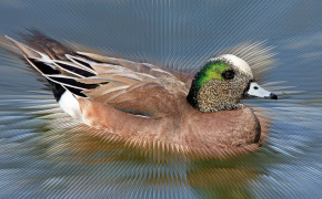 American Wigeon Background Wallpaper 73735