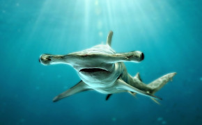 Hammerhead Shark Wallpaper 76516