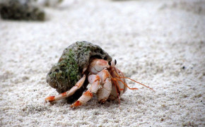 Hermit Crab HD Wallpaper 76652