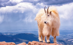 Mountain Goat Desktop Wallpaper 75263